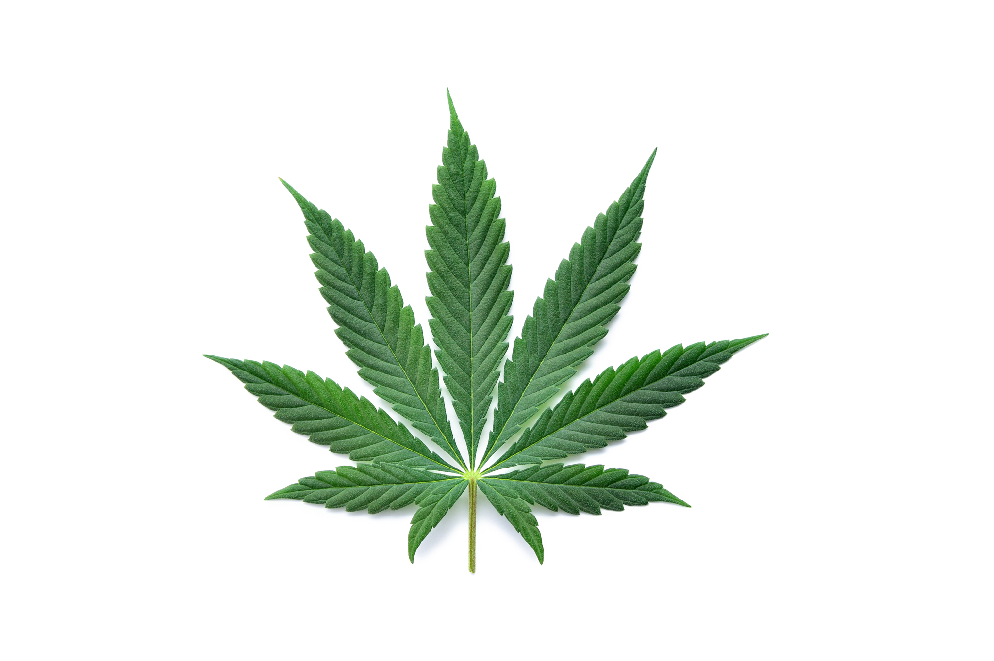 https://redfeatherlaboratories.com/wp-content/uploads/2020/11/cannabis-leaf-resized.jpg